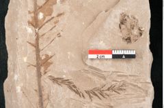 Foto (Detailansicht) von Taxodium distichum miocenicum Heer (NHMW-GEO-2024-0188-6418)